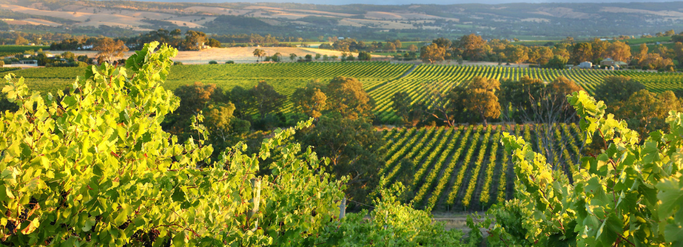 Cape Barren Wines vineyard 